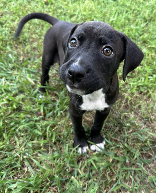 Bernie