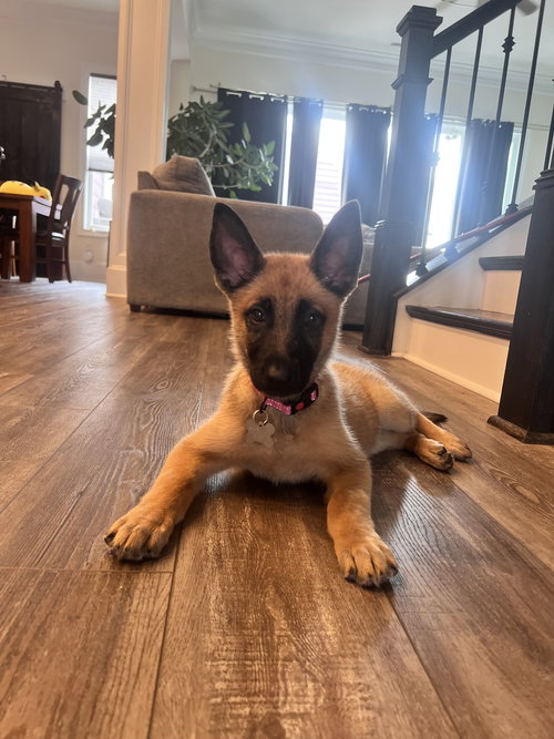 Heidi