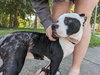 Summer (staffie)