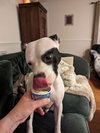 Summer (staffie)