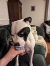 Summer (staffie)