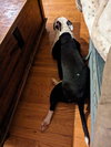Summer (staffie)