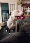 Summer (staffie)
