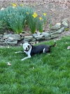 Summer (staffie)