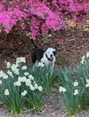 Summer (staffie)