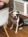 Summer (staffie)