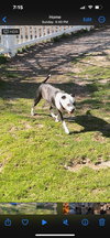 Summer (staffie)