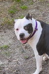 Summer (staffie)