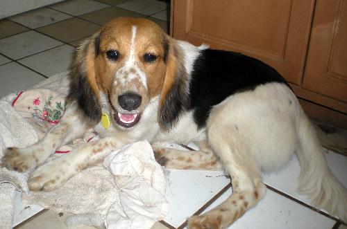 Rupert - Adoption Pending