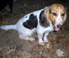 Rupert - Adoption Pending