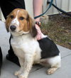Rupert - Adoption Pending