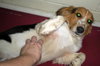 Rupert - Adoption Pending
