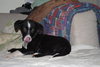 Bullwinkle