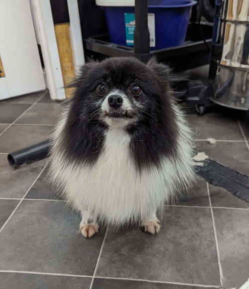 Winston