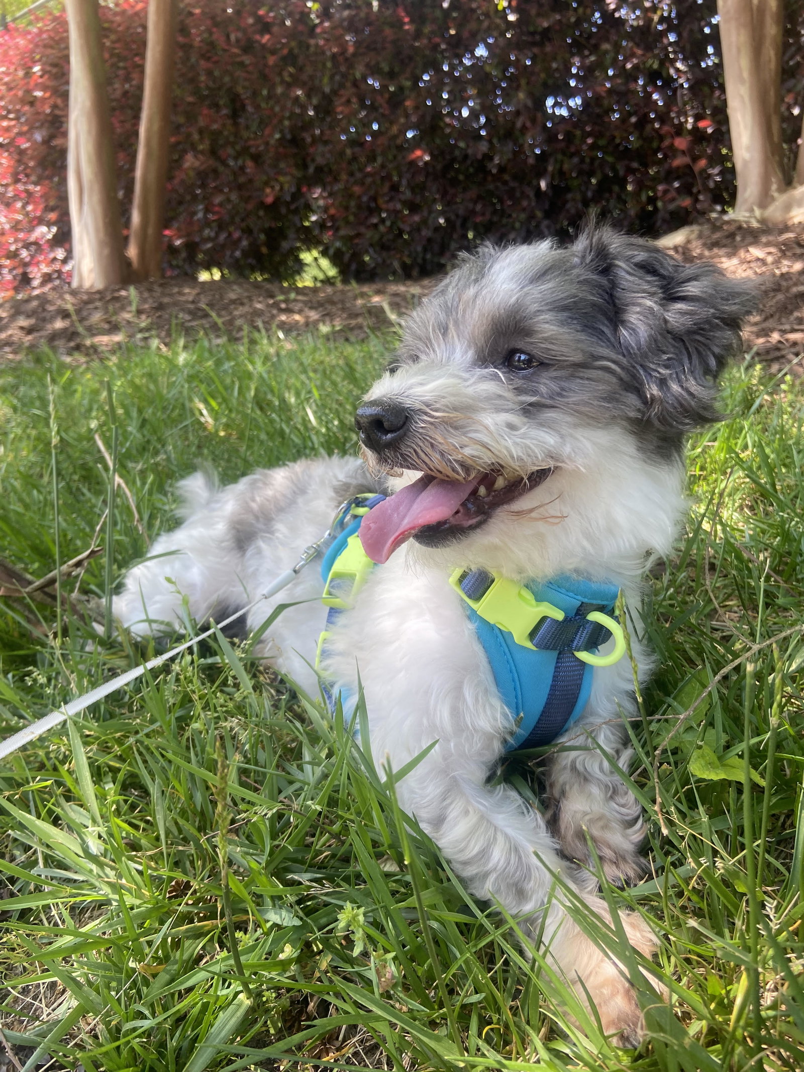 Dog for Adoption BenjiCourtesy, a Terrier in Johnston County, NC