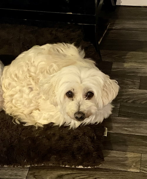Lola