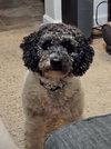 Charlie