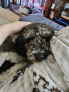 Charlie