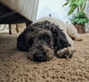 Charlie