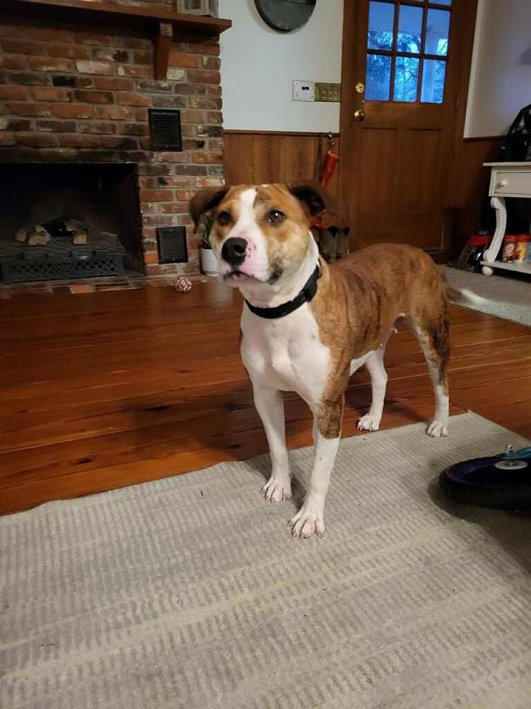 adoptable Dog in Holly Springs, NC named Tig