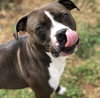 Murphy (Courtesy)