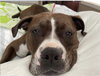 Murphy (Courtesy)