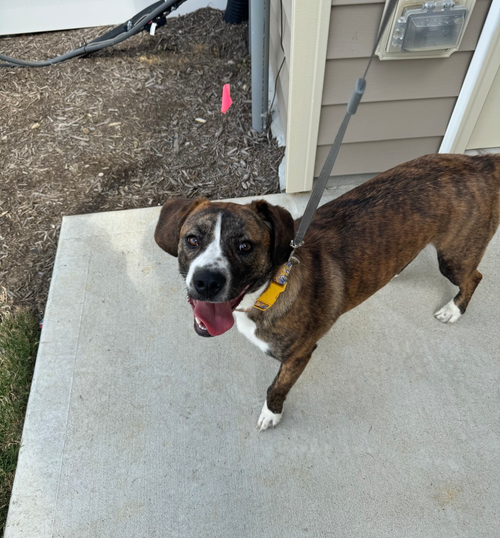 Ollie aka Maple