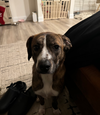 Ollie aka Maple
