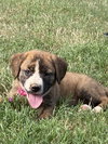 Ollie aka Maple