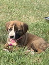 Ollie aka Maple