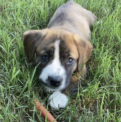 Ollie aka Maple