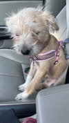 Gizmo- Board Game Litter
