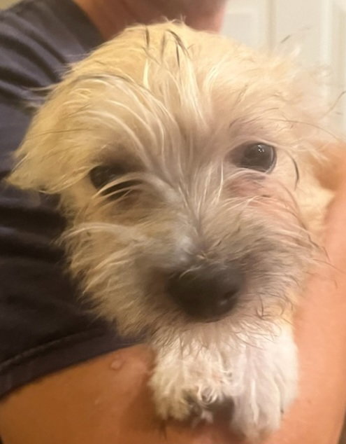 Gizmo- Board Game Litter