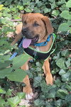 Auggie