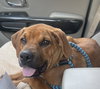 Auggie