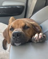 Auggie