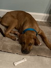 Auggie