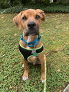 Auggie