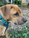 Auggie