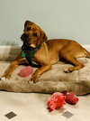 Auggie