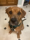 Auggie