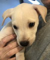 Figlio - Italian Litter