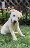Angelo - Italian Litter