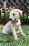 Angelo - Italian Litter