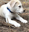 Angelo - Italian Litter