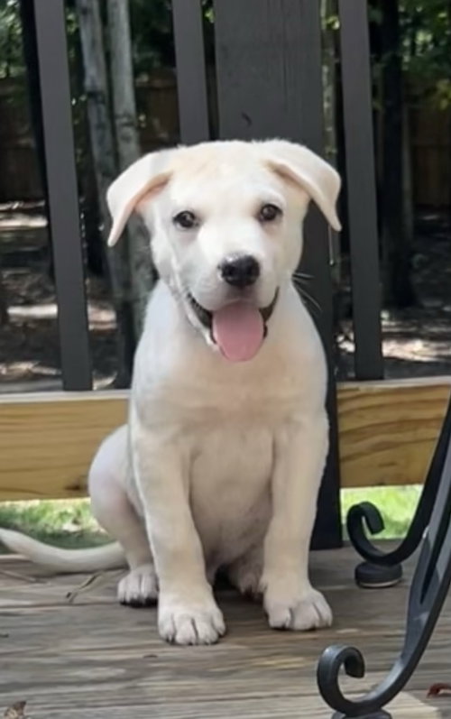 Angelo - Italian Litter