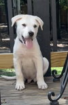 Angelo - Italian Litter
