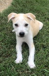 Amadore - Italian Litter