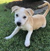 Amadore - Italian Litter