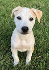 Amadore - Italian Litter